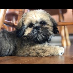 Meet your Posher, Emma